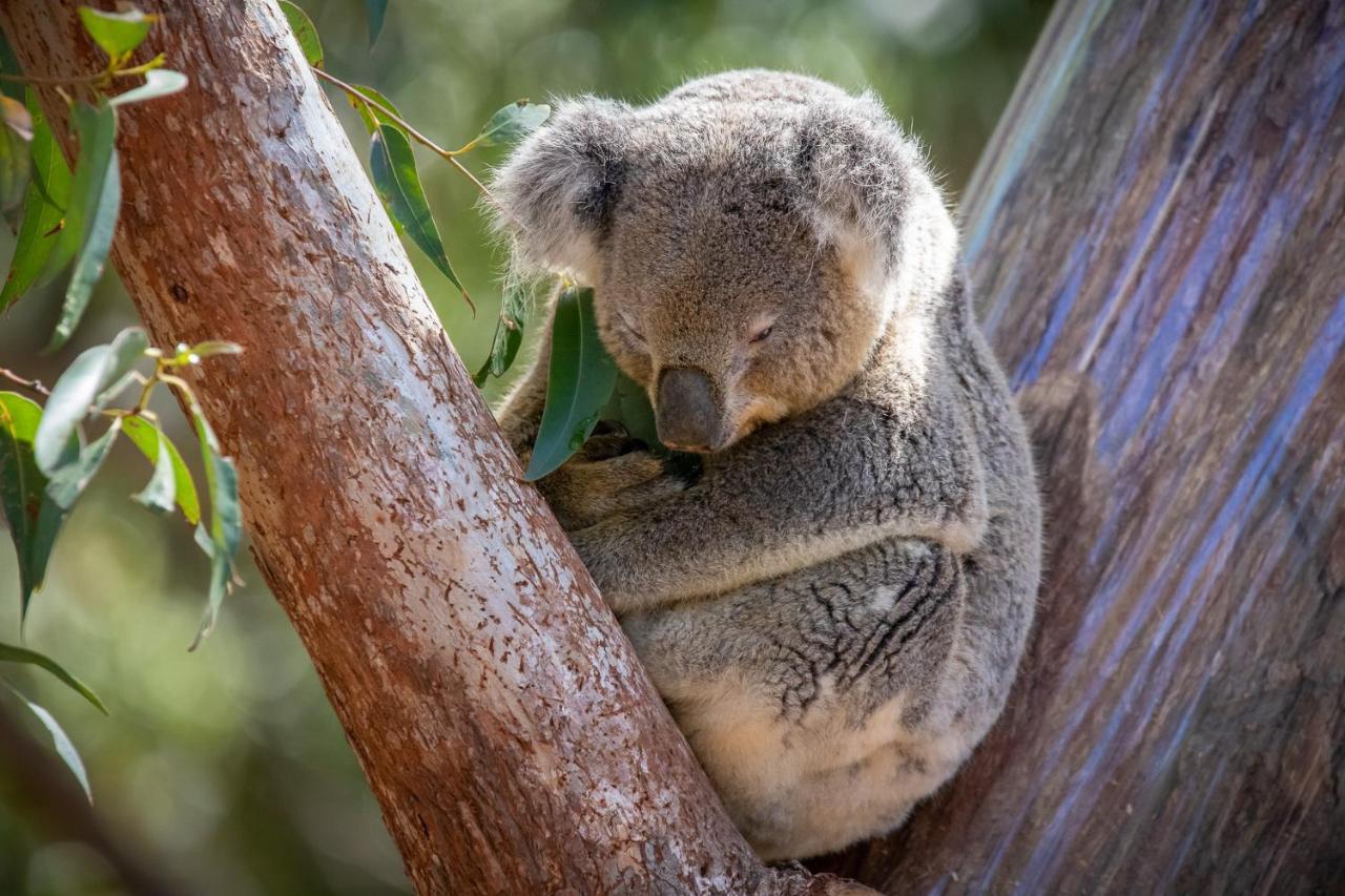 Port Stephens Koala Sanctuary Hotell One Mile Exteriör bild