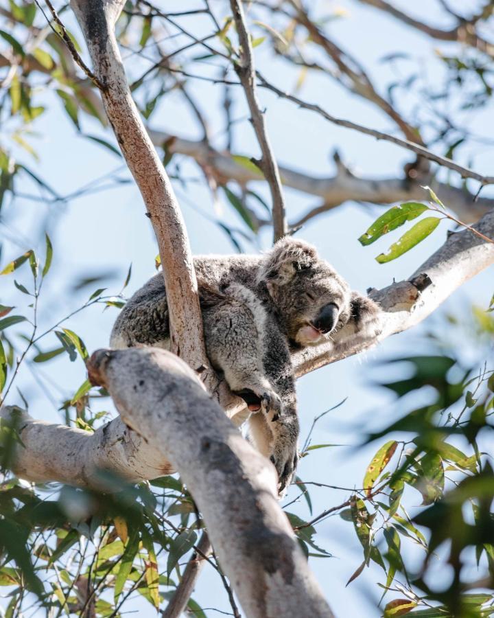 Port Stephens Koala Sanctuary Hotell One Mile Exteriör bild