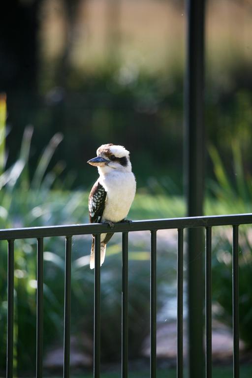 Port Stephens Koala Sanctuary Hotell One Mile Exteriör bild